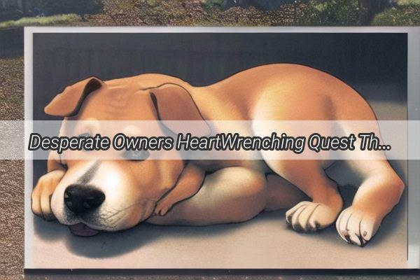 Desperate Owners HeartWrenching Quest The Heartbreaking Story of a Lost Dog and a LoveStricken Search